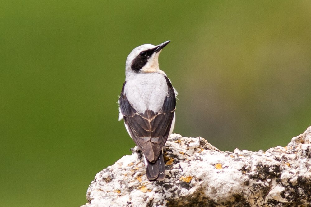 M. Obletter