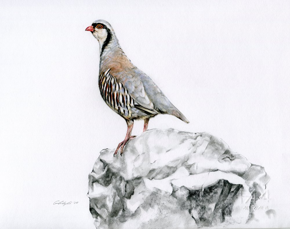 C. Comploi