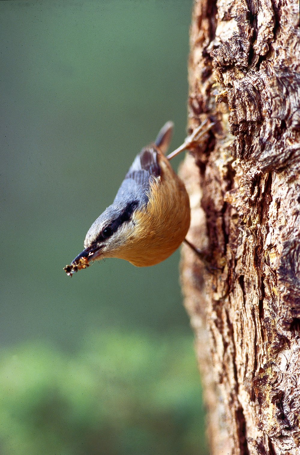 M. Obletter
