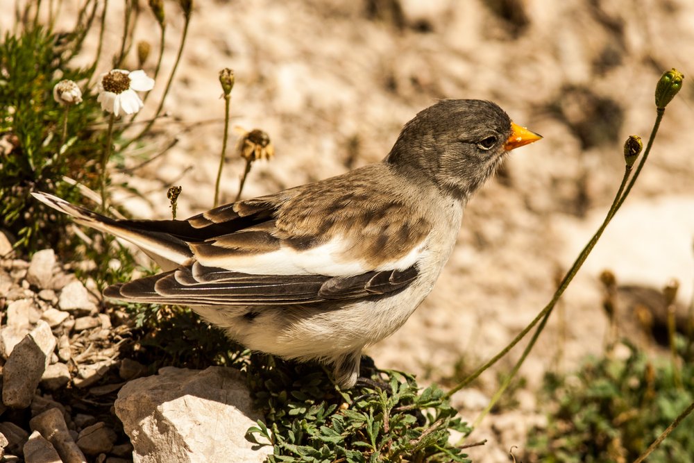 M. Obletter