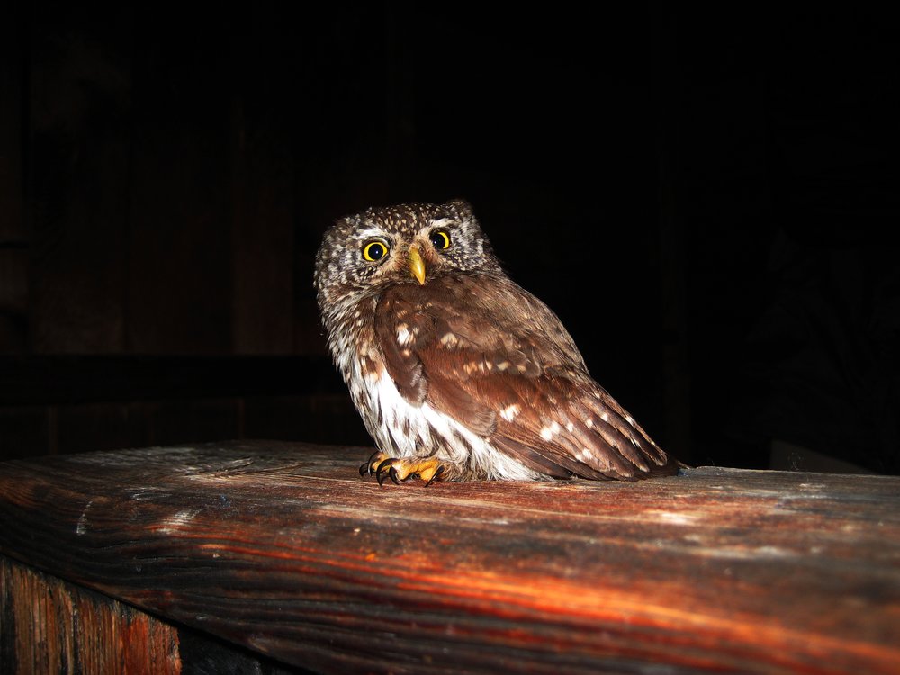 M. Obletter